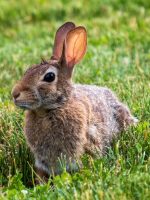 A closeup shot of bunny rabbit with brown fur laying in the grass